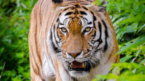 Tigre ataca veículo de safari na Índia
