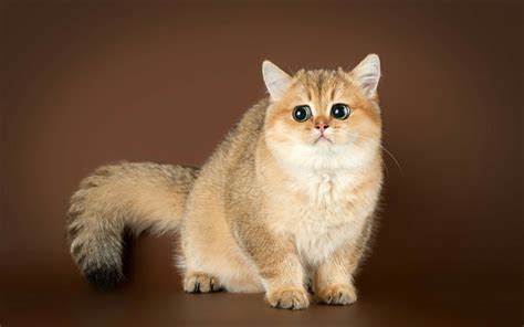 Download Wallpapers Exotic Shorthair Cat Cute Brown Cat Big Eyes