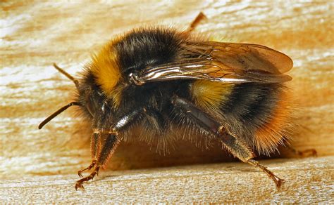Fileearly Bumble Bee Bombus Pratorum Queen 13043911623