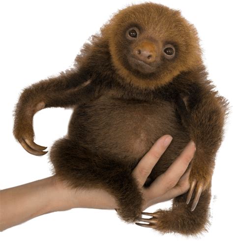 The Sloth Conservation Foundation Official Website Sloco
