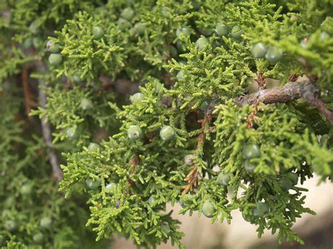 12 Species Of Juniper Trees And Shrubs