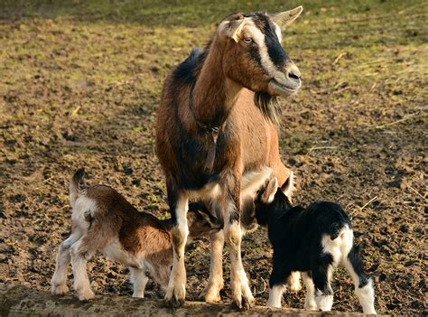 When To Wean Goats Homesteading Hero