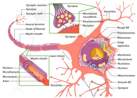 Sistema Nervioso Histología Concise Medical Knowledge