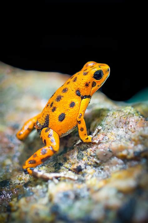 24 Interesting Facts About Poison Dart Frogs