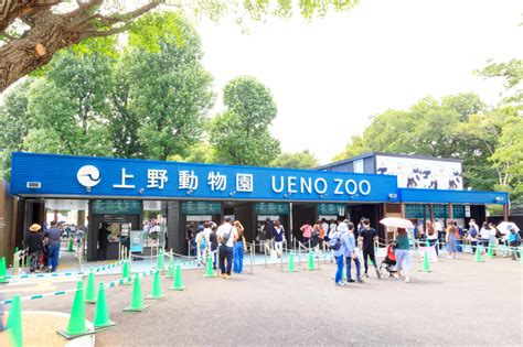 The Many Faces Of Ueno Zoos Pandas Flydango
