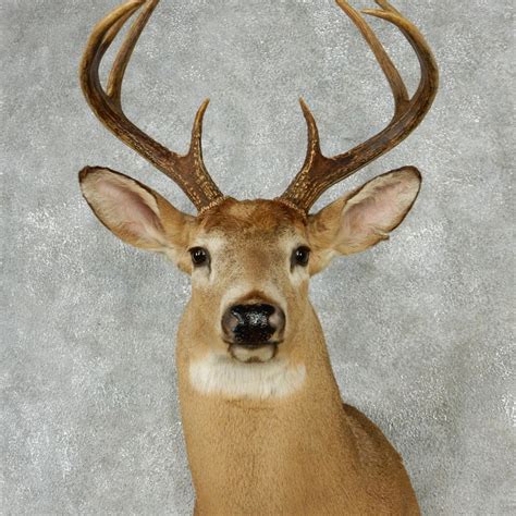 Whitetail Deer Mount For Sale 12748 The Taxidermy Store