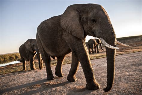 Elephants May Sniff Out Quantities With Their Noses The New York Times