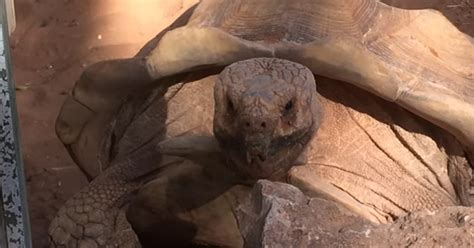 This Mating Tortoise Is Having The Time Of His Life Funny Video