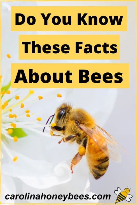 Interesting Facts About Honey Bees Honey Bee Facts Bee Facts Honey Bee Life Cycle Kulturaupice