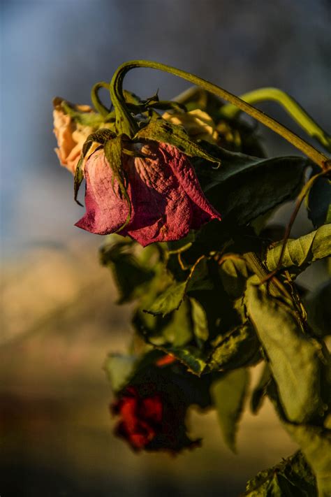 Wajib Tahu 11 Tanaman Bunga Mawar Layu Yang Banyak Dicari Informasi