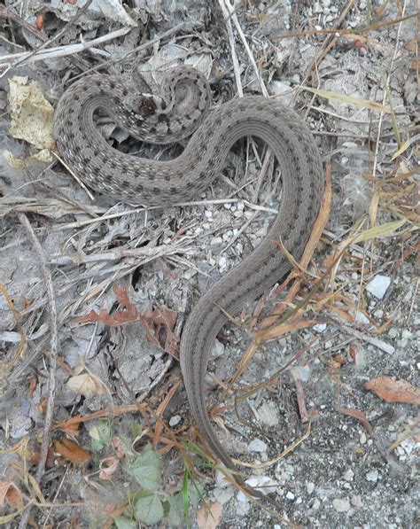 Dekays Brownsnake Fort Worth Area Snakes · Biodiversity4all