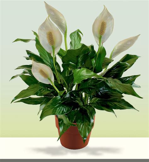 We did not find results for: Peace Lily Plant | Online Florist | Delivery | Avas Flowers