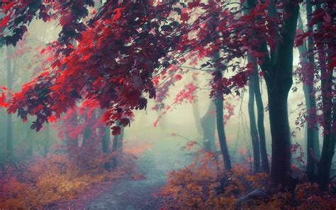 Wallpaper 1600x1000 Px Atmosphere Colorful Fall Forest Landscape