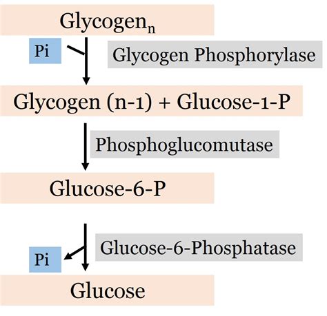 Glycogen Phosphorylase Liver Vs Muscle Liver Vs Muscle Glycogen