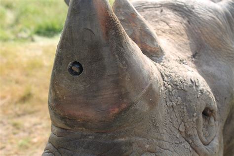 Rhino Horn Poaching