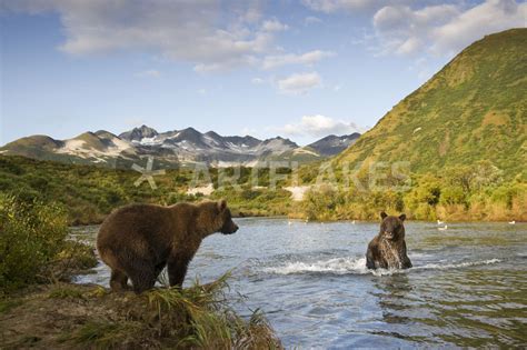 Grizzly Bear Sow And Cub Katmai National Park Alaska Picture Art