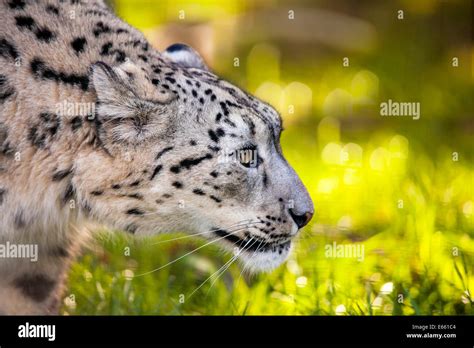 Snow Leopard Panthera Incia Stock Photo Alamy