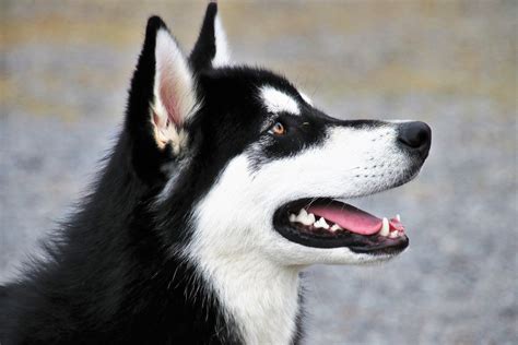 The best food for huskies is one that can give them the energy to be their goofy and active selves, making this a reliable option. Dog Food for Huskies | The Best Dog Food for Huskies in 2020