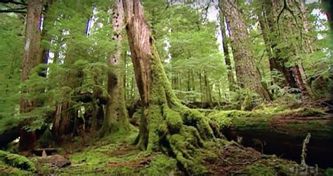 This Gorgeous 500-Year-Old Forest In Oregon Is Truly Enchanting