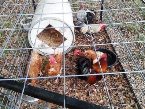 Check spelling or type a new query. Mother's Day Gift to My Wife Three Roosters and Four Laying Hens | Food animals, Laying hens ...