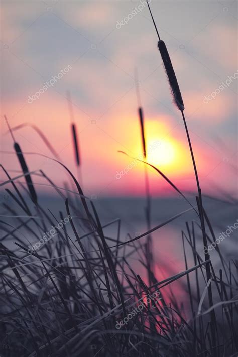Reeds At Sunset — Stock Photo © Pilat666 82225388