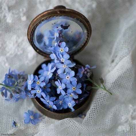 Blue Aesthetic Pastel Flower Aesthetic Image Bleu Forget Me Not