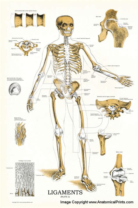 Skeleton Joints And Ligaments Poster Clinical Charts And Supplies