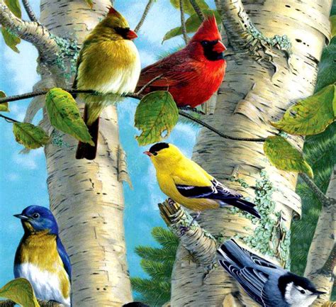 47 Exotic Bird Wallpaper On Wallpapersafari