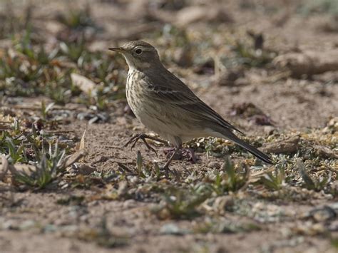 American Pipit Anthus Rubescens Tunstall 1771 White Wa Flickr