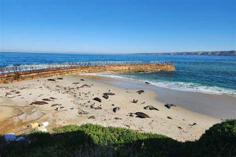 5 Best Spots To See The Sea Lions And Seals In La Jolla Go Travel