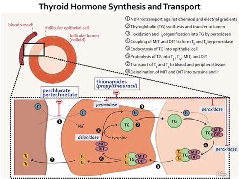 Thyroid Hormone Production