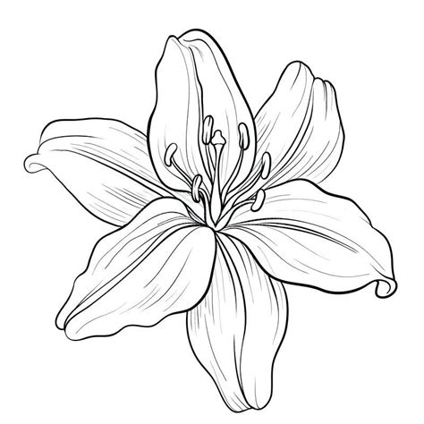 Lily Flower Outline Lily Flower Black And White Drawing Lily Flower