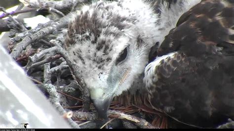 Tired Chick Takes A Nap On Red Tailed Hawk Cam May 25 2018 Youtube