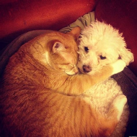 Pics Photos Hug Hugs Hugging Dog Dogs Puppy Cat Cats Kitten Kitten