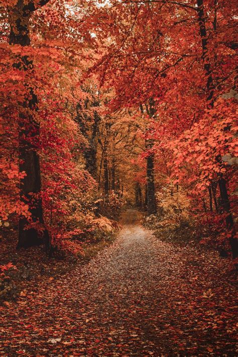 Beautiful Free Images And Pictures Unsplash Fall Pictures Nature