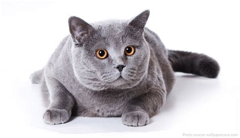 Interesting Facts About British Shorthairs Just Fun Facts