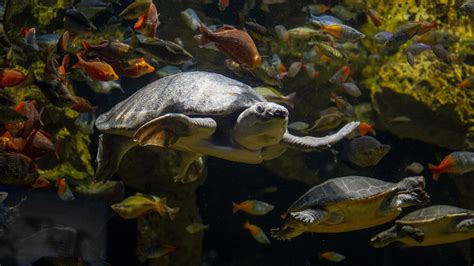 Eastern Box Turtle · Tennessee Aquarium