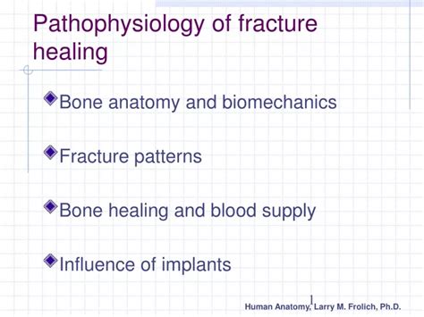 Ppt Pathophysiology Of Fracture Healing Powerpoint Presentation Free