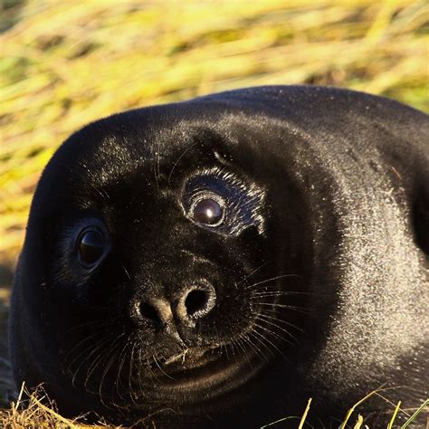 Panerai Black Seal Shop Save 47 Jlcatjgobmx