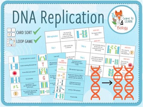 Dna Replication Card Sort And Loop Game Ks45 Teaching Resources