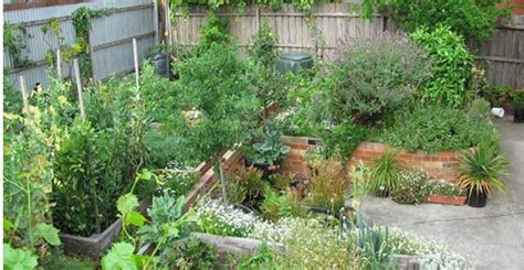 Lessons From An Urban Back Yard Food Forest Experiment Front Yard