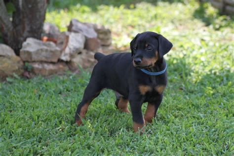 Pin By Kyr Spe On Dogs And Puppies Doberman Pinscher Puppy Doberman