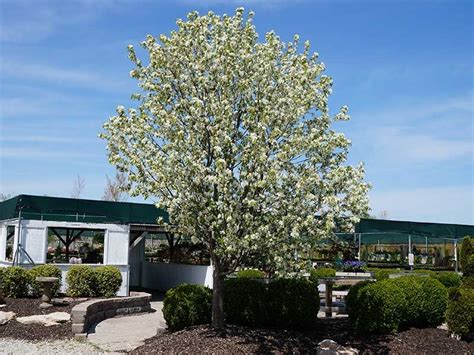 Flowering tree planting is important in missouri, and the white dogwood tree is the designated, state tree of missouri. Trees St Louis MO | Shade, Ornamental, Flowering ...