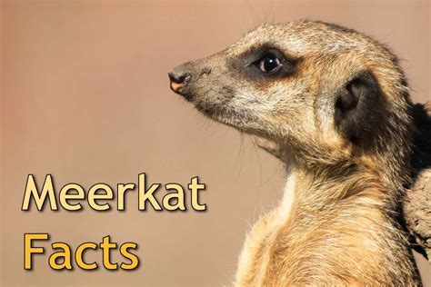 50 Unbelievable Interesting Facts About Meerkats Ultimate Guide 2023