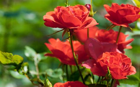 Guide To Starting A Rose Garden How To Care For Rose