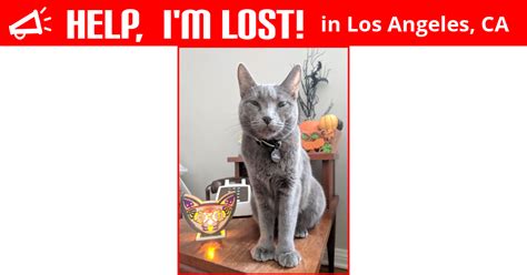 Lost Cat Los Angeles California Nala