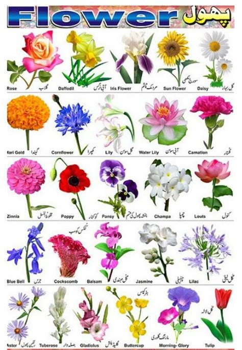 So Many Types Of Flowers 🌹 Flower Identification Flower Chart