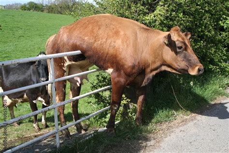 Cow Stuck On Gate And Just Hanging There Stock Photo Adobe Stock