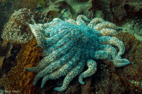 Sunflower Sea Star Sea Stars Of Vancouver Island Features One Specie