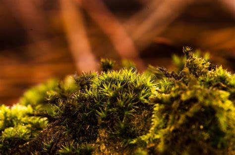 Macro Image Of Green Moss On The Forest Ground Stock Photo Image Of